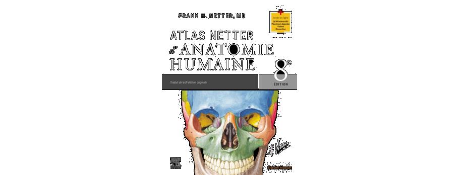 Anatomie Netter