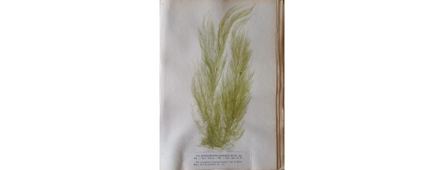 Enteromorpha
