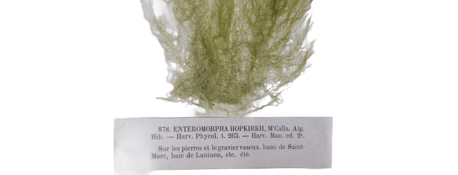 Enteromorpha 2