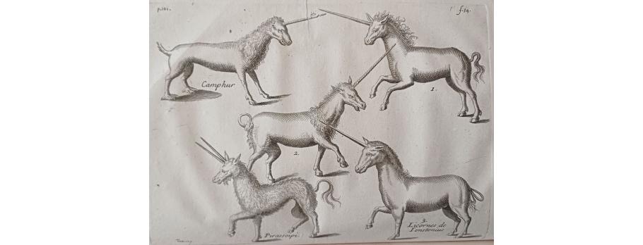 Licorne