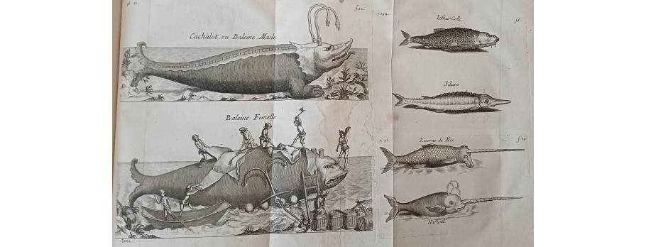 baleine